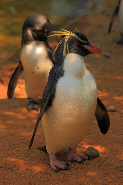 Il grande capo (London zoo, Regents park).jpg